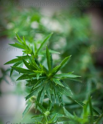 Planta de Samat