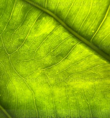 Macro Naturaleza