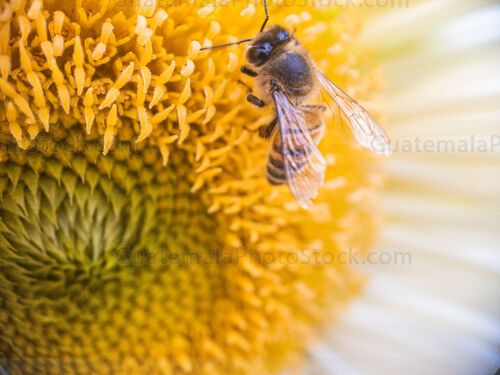 Macro fotografia