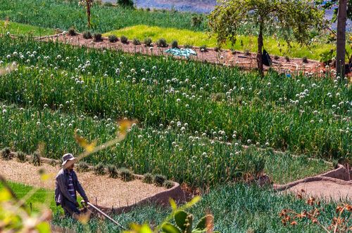 Campo agricola a orillas del Lago de Atitlán