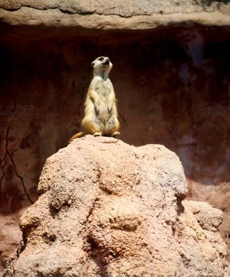 Suricata