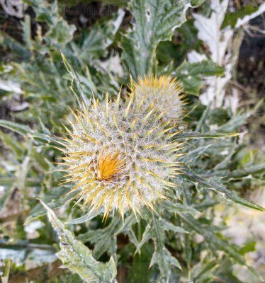 Cardo Escocés (Onopordum acanthium)