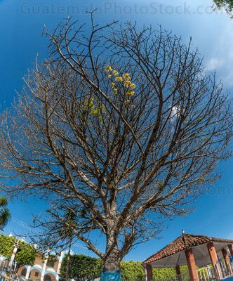 Ceiba en El Tejar