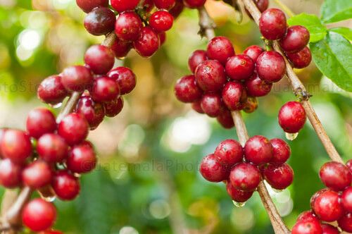 Ramas de cafeto