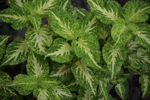 Cóleo (Electric Lime)