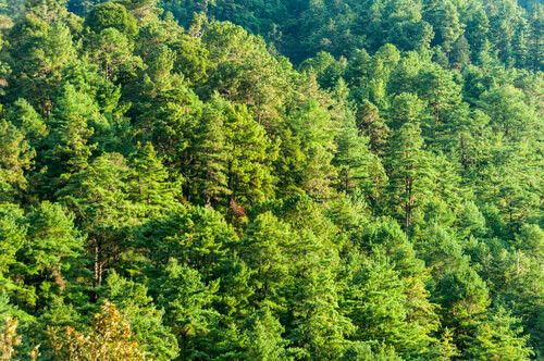 Bosques lluviosos de Totonicapán