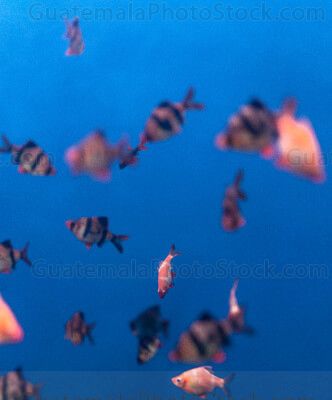 Acuario