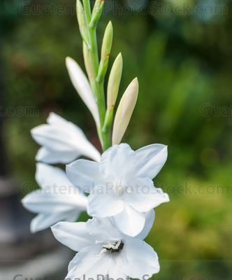 Flores