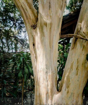 Arbol de corteza blanca
