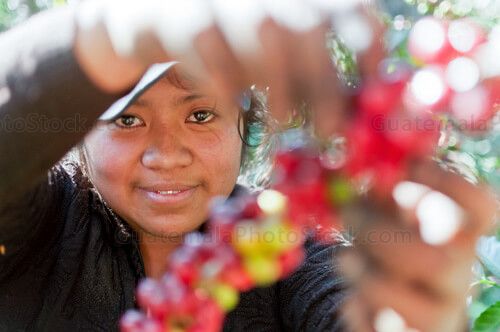 Corte de cerezas de café