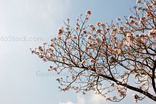 Naturaleza