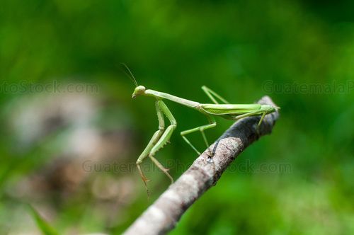 Mantis Religiosa