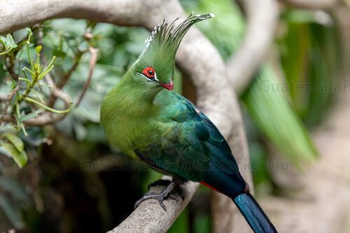 Turaco esmeralda con penacho en la selva tropical