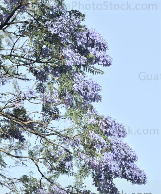 Ramas de árbol de Jacaranda