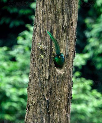 Quetzal en el Mirador Rey Tepepul