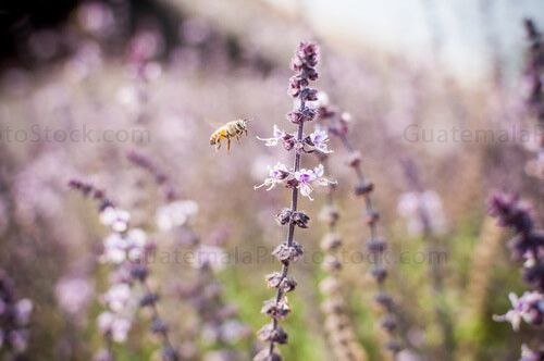 Alhabaca y abeja
