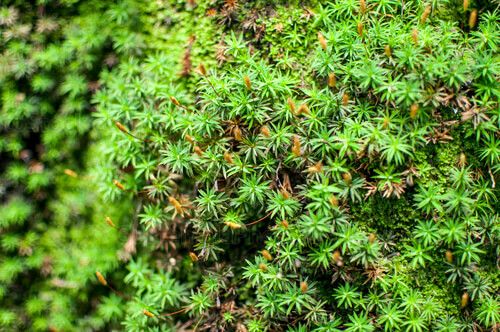 Helechos de bosque nuboso