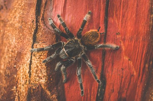 Tarantula