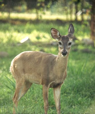 Venado cola blanca
