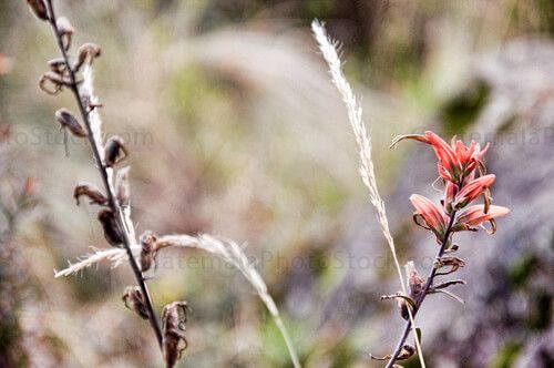 Flora en el crater del Volcán de Agua