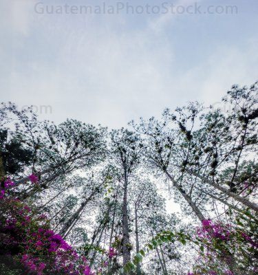 Parte de bosque urbano