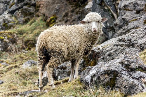Oveja en el Sierra de los Cuchumatanes