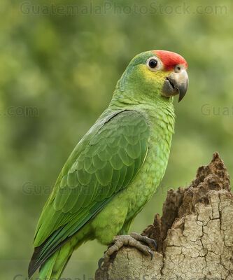 Loro verde con frente roja en hábitat natural
