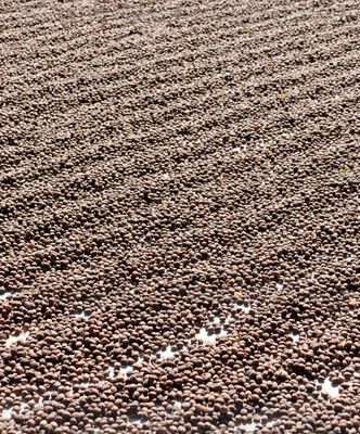 Café secado al sol