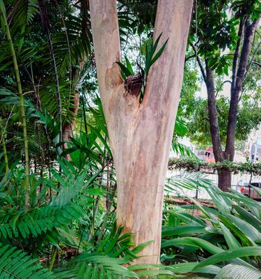 Jardinización en el Cerrito del carmén