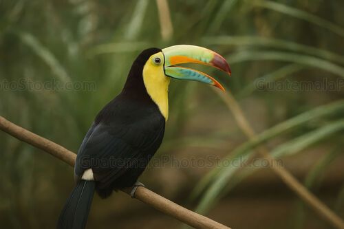 Tucán real pico iris en la selva petenera