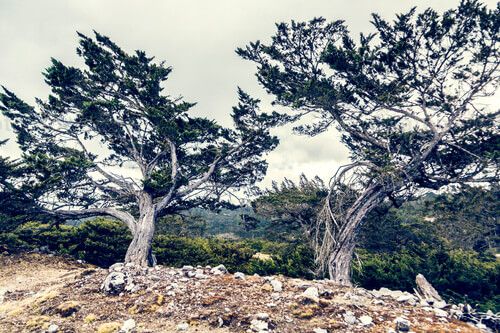 Huitos en la Sierra de los Cuchumatanes