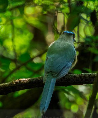Momoto coroniazul (Momotus lessonii)