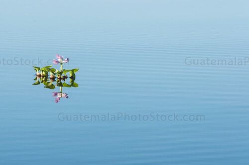 Ninfa en el Canal de Chiquimulilla