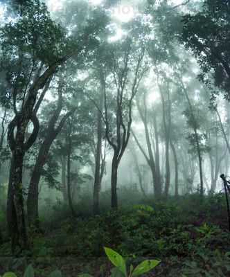 Bosque nuboso