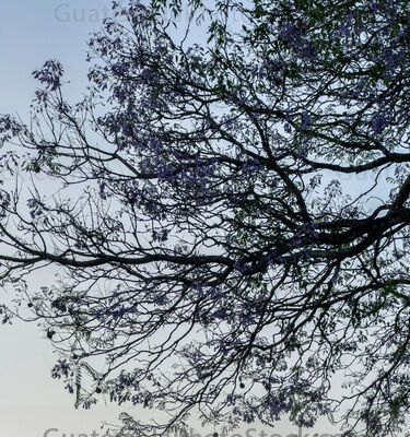 Arboles