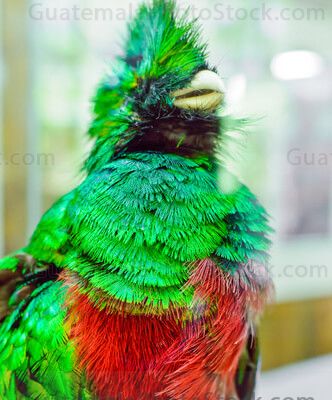 Quetzal disecado del Museo del Biotopo