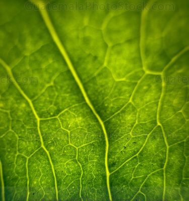 Macro Naturaleza