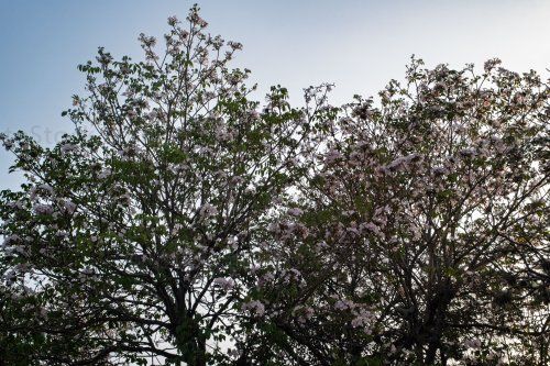 Arboles de la Plaza Central, Ciudad de Guatemala
