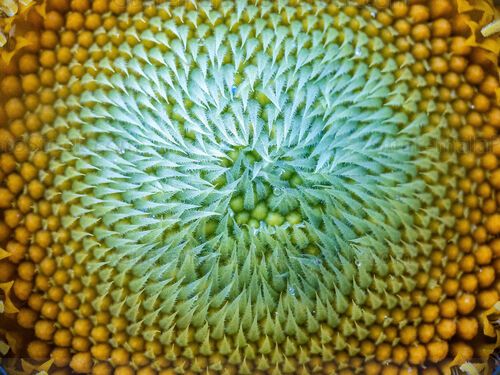 Macro fotografia