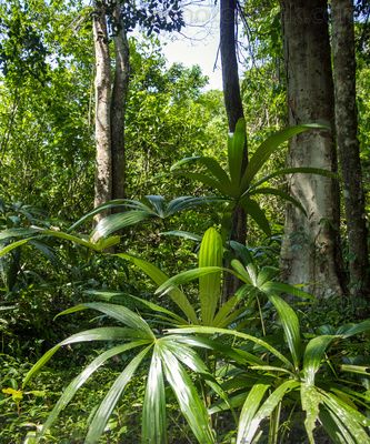 Jungla en el Complejo de cuevas de la Cobanerita
