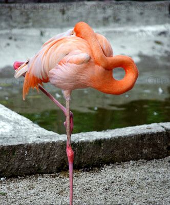 Flamingo