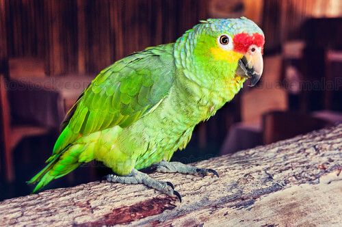 Loro