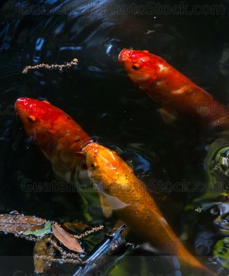 Peces de colores