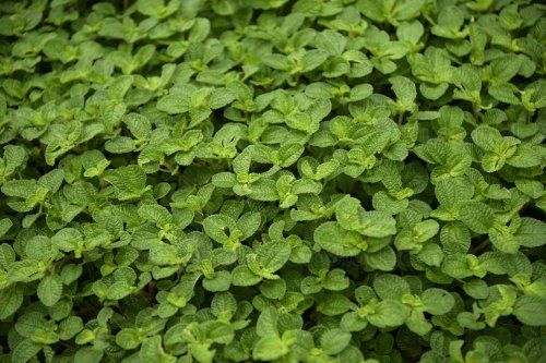 Menta (Mentha)