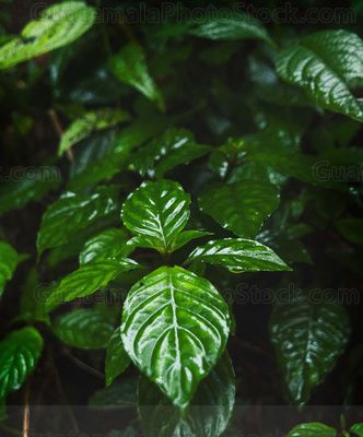 Flora del bosque nuboso tropical