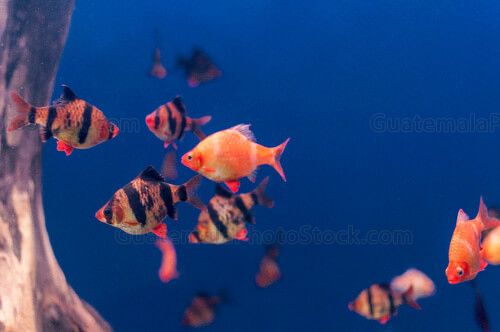 Peces de arrecife