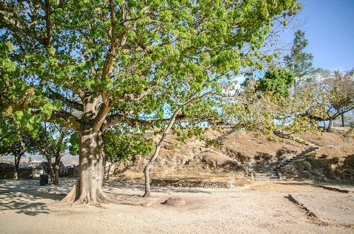 Ceiba en Mixco Viejo