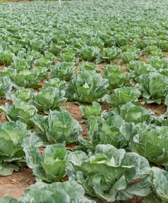 Coliflor en campo agricola