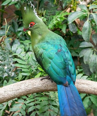 Turaco esmeralda con penacho en la selva tropical