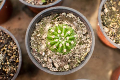 Cactus